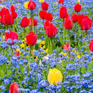 Red tulip and blue alpine forget-me-not - bulb and seeds set