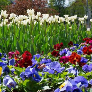 Hvit tulipan og hage pansy variasjon mix - løk og frø sett