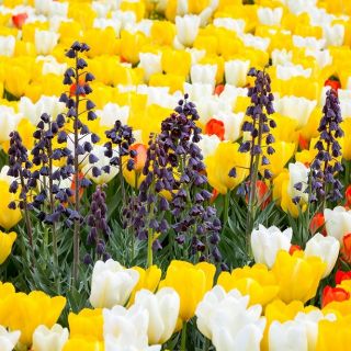 Black Persian lily and white, orange and yellow tulips – 18 pcs
