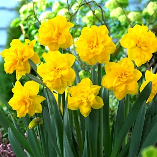 Double daffodil "Double Gold Medal" - 5 ชิ้น - 