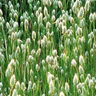 Hạt giống cỏ Canary - Phalaris canariensis - 600 hạt