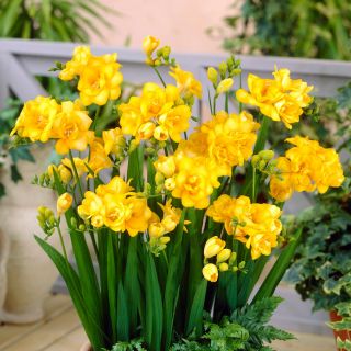 フリージアダブルイエロー 10球根 Freesia Garden Seeds Market 送料無料