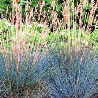 Festuca Glauca Blue Grass - cibule / hlíza / kořen