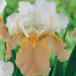 Iris germanica Празнична пола - луковица / грудка / корен