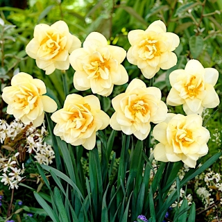 Daffodil Manly - 5 ชิ้น; ดอกนาซิสซัส - Narcissus