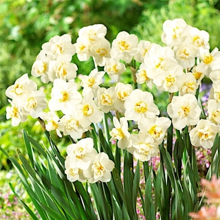 Narcissus Cheerfulness - Daffodil Cheerfulness - 5 หลอด