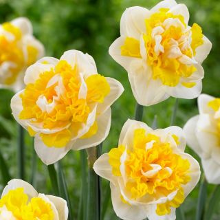 Double daffodil Doctor Witteveen - 5 pcs - 