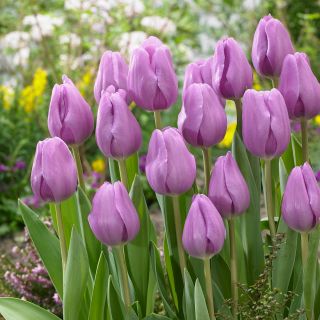 Tulipa Alibi - Tulipán Alibi - 5 květinové cibule