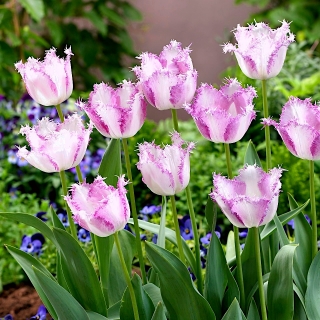 Tulipa Aria Card - pacote de 5 peças