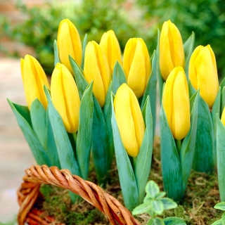 Tulipaner Mini Star - pakke med 5 stk - Tulipa Mini Star
