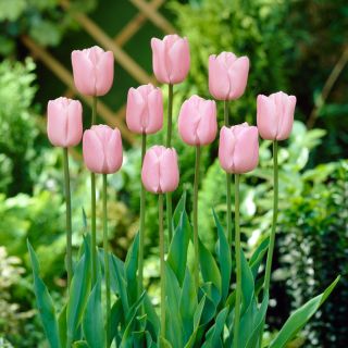 Tulipaner Pink Diamond - pakke med 5 stk - Tulipa Pink Diamond