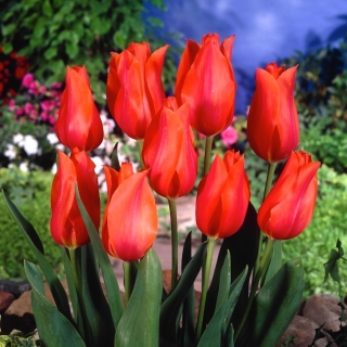 Tulpės Temple of Beauty - pakuotėje yra 5 vnt - Tulipa Temple of Beauty