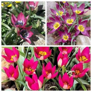Botanisk tulipan - et sæt i nuancer af lilla og rosa - 30 stk - 