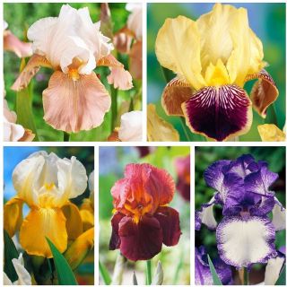 Iris - Set di varietà bicolore - 6 pezzi - 