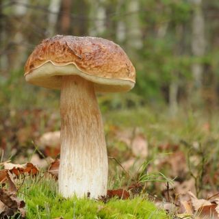 Birch cep - mycelium