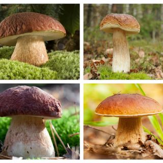 Боровик - чотири види набору - білі гриби, береза, сосна болете, літній кеп - 