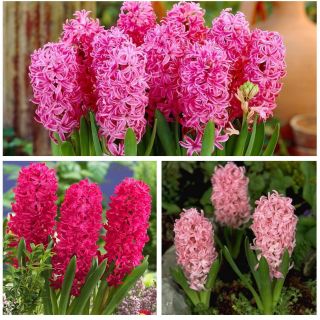 Hyacinth - Rdeča in roza set - 27 kosov - 