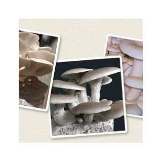 Oyster mushroom for cultivation on your own - 1 kg