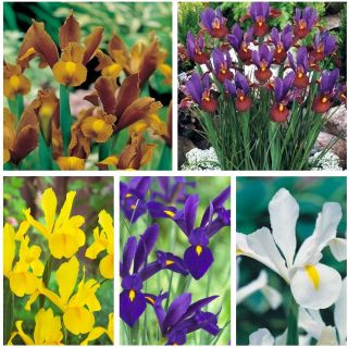 Dutch iris - výběr nejzajímavějších odrůd - 100 ks - 
