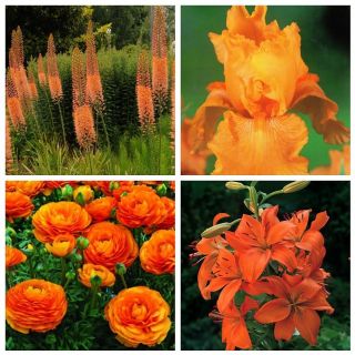 Orangeblommig växtkomposition - Sats med fyra växtarter - 32 st - 