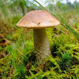 Rough-stemmed bolete - mycelium;  scaber stalk, birch bolete