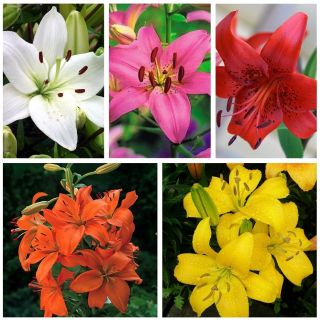 Asiatic lily – a set of primary colours – 15 pcs