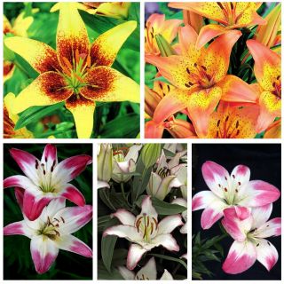 Lily bicolore - Set I - 15 pcs - 