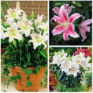 Dwarf oriental lily - Pilihan bunga pot aromatik - 15 pcs - 