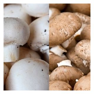Field mushroom and portobello mushroom for home and garden cultivation - 2 in 1