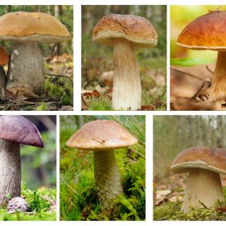 Set di funghi a foglie decidue - 6 specie - micelio - 