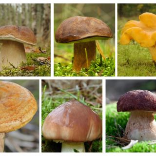 Set di funghi di pino - 6 specie - micelio - 