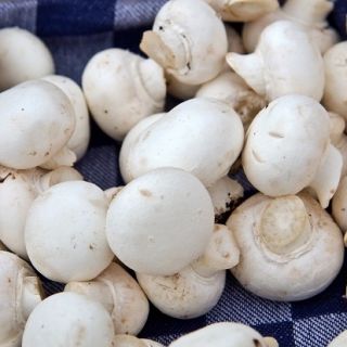 Bílé pole houba pro domácí a zahradní pěstování - Agaricus bisporus