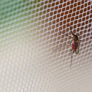 Černá síť proti komárům 150 x 180 cm - ochrana proti komárům a jinému létajícímu hmyzu - 