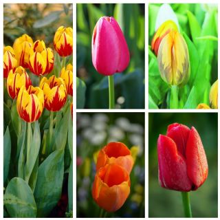 Zgodnji cvetlični tulipan - pisana izbira sorte - 50 kosov - 
