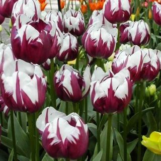 Tulipa Zurel - Tulip Zurel - 5 bulbs