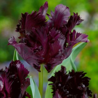 طلوع طلایی سیاه - طلوع سیاه طلایی - 5 لامپ - Tulipa Black Parrot