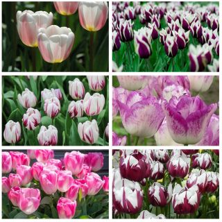 Triumph tulip - Výběr dvoubarevných odrůd - Set I - 60 ks - 