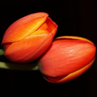 Tulipe Orange - grand paquet ! - 50 pièces - 