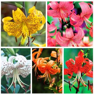 Lily harimau - pemilihan pelbagai warna - 15 pcs - 