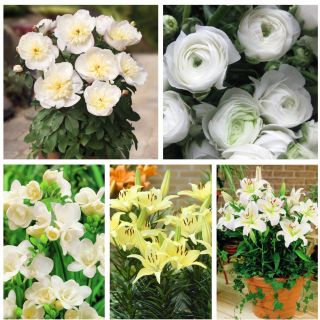 Selection of pot plants – white and creamy–white–flowered species – 5 varieties