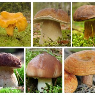 Conifers sopp sett - 6 arter - mycelium - 