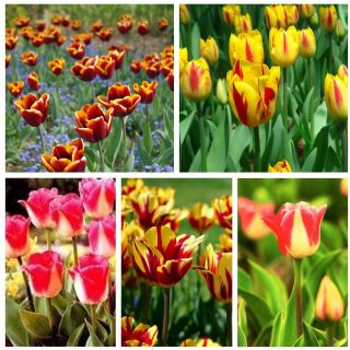 Triumph tulip - انتخاب انواع bicolour - مجموعه II - 60 عدد - 