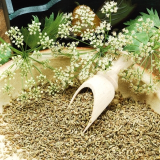 Seme janeža - Pimpinella anisum - 200 semen - semena – Garden Seeds Market  | Brezplačna dostava