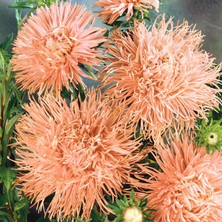 Roz-portocaliu ac petala aster, aster anual - 500 seminte - Callistephus chinensis  - semințe