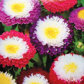Aster "Supreme" - variety mix - 250 seeds