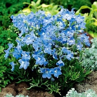 蓝色西伯利亚larkspur，中国翠雀属 -  375种子 - Delphinium grandiflorum - 種子
