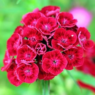 Clavel del poeta - Scarlet Beauty - 450 semillas - Dianthus barbatus