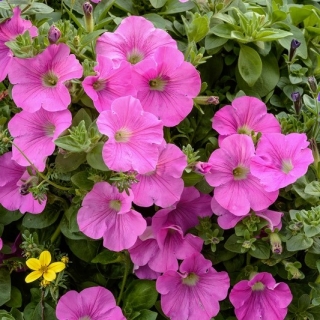 핑크 대형 꽃 피튜니아 - 80 종자 - Petunia x hybrida  - 씨앗