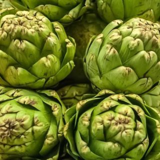 朝鲜蓟“Gros Vert de Laon” -  10粒种子 - Cynara scolymus - 種子