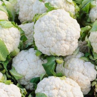 White cauliflower "Igloo" - early variety - COATED SEEDS - 50 seeds